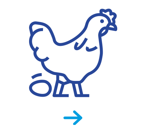 Boer